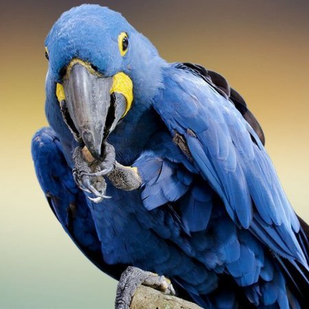 ENERGY CUBE PELET YEM AİLESİNE